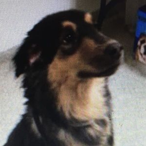 Meet your Posher, Fawn